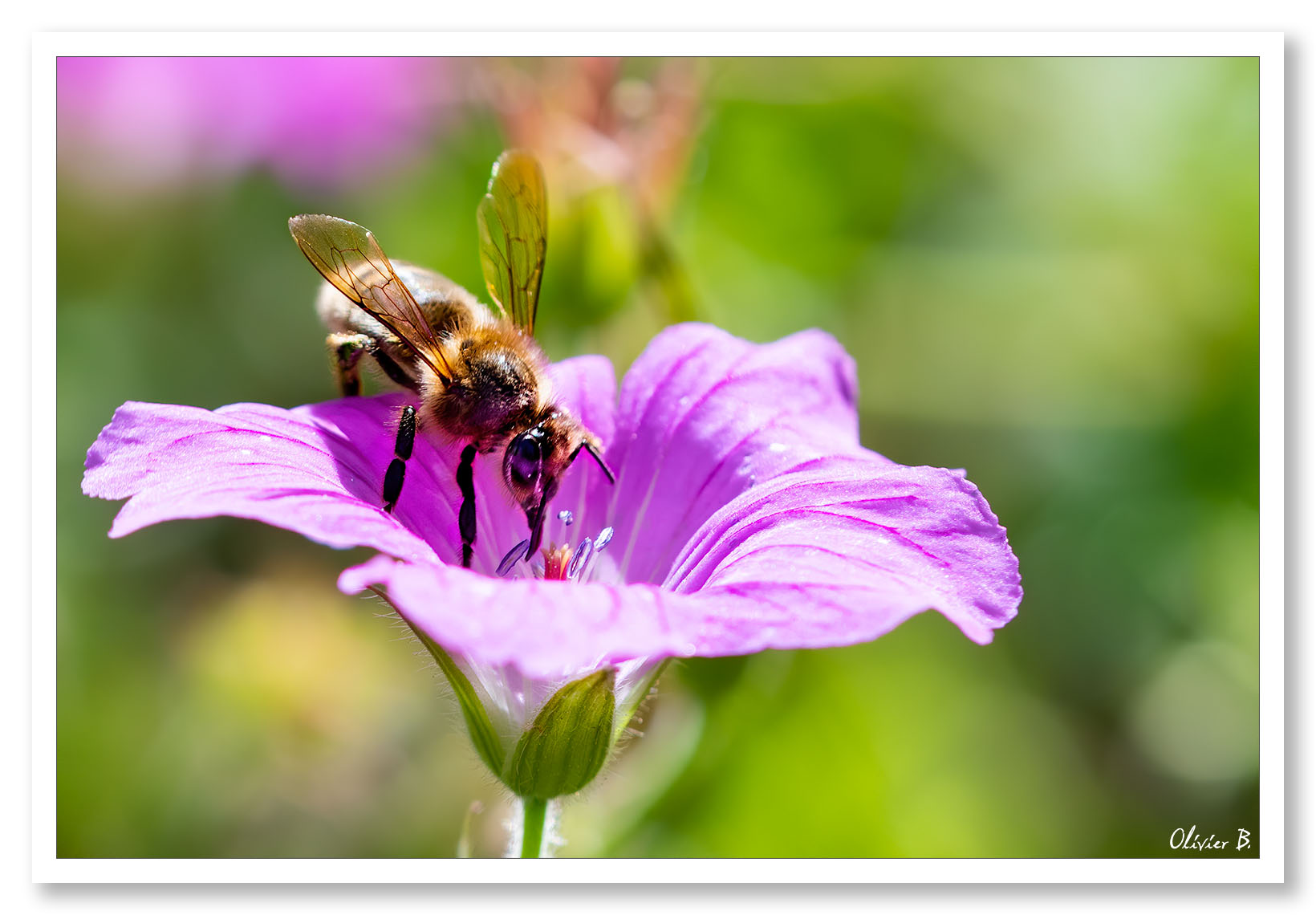Abeille noire butinant le pollen d'une belle fleur violette dans un jardin