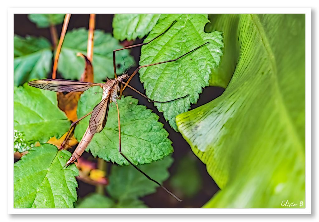 Macro d'un moustique cousin aux ailes déployées sur des feuilles vertes