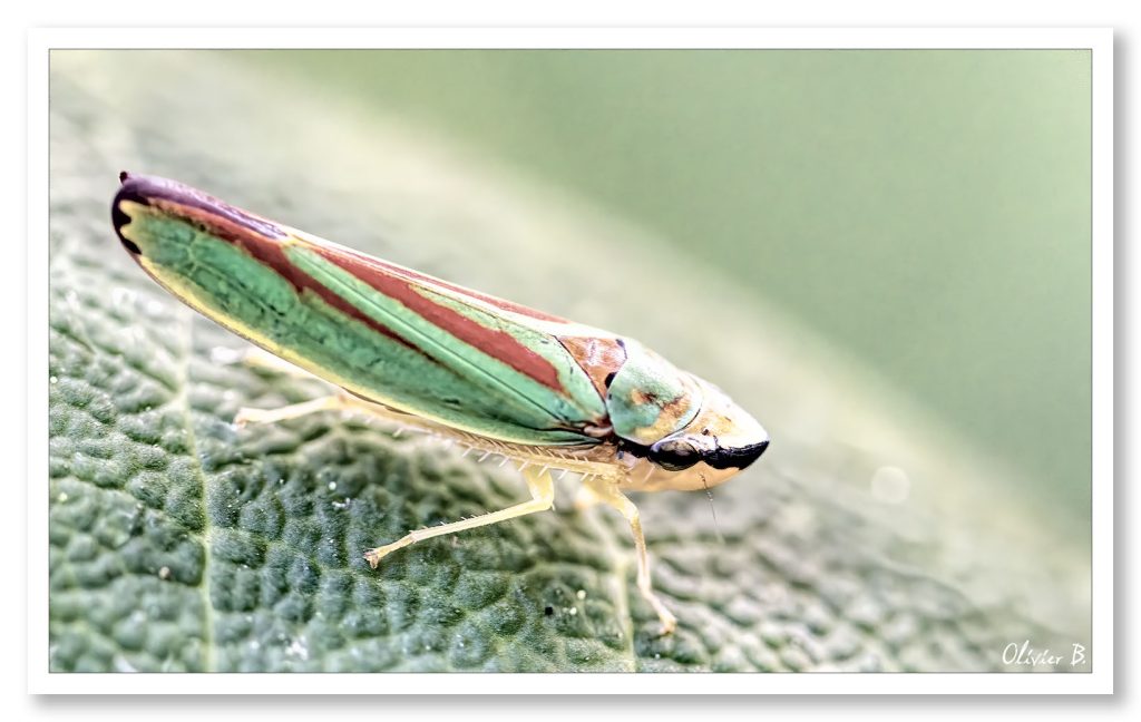 Photo d'une cicadelle du rhododendron, un petit insecte vert et rouge de 3mm