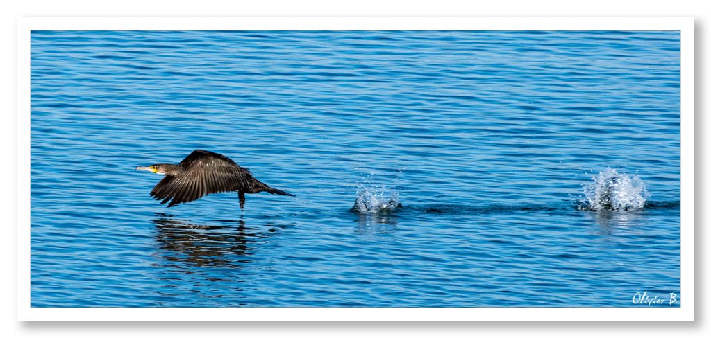 Décollage impressionnant d'un grand cormoran au-dessus de la mer bleue