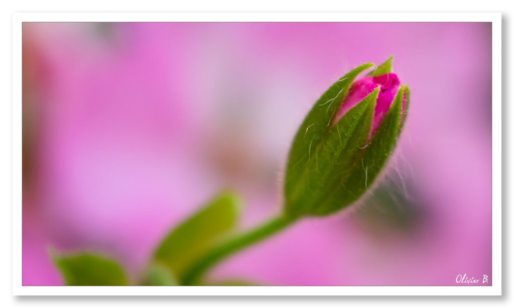 Fleur de géranium en phase d'éclosion sur fond rose