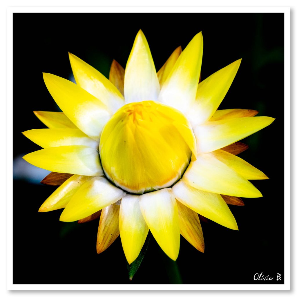 Fleur aux pétales jaunes éclatants, ressemblant au soleil, dans mon jardin