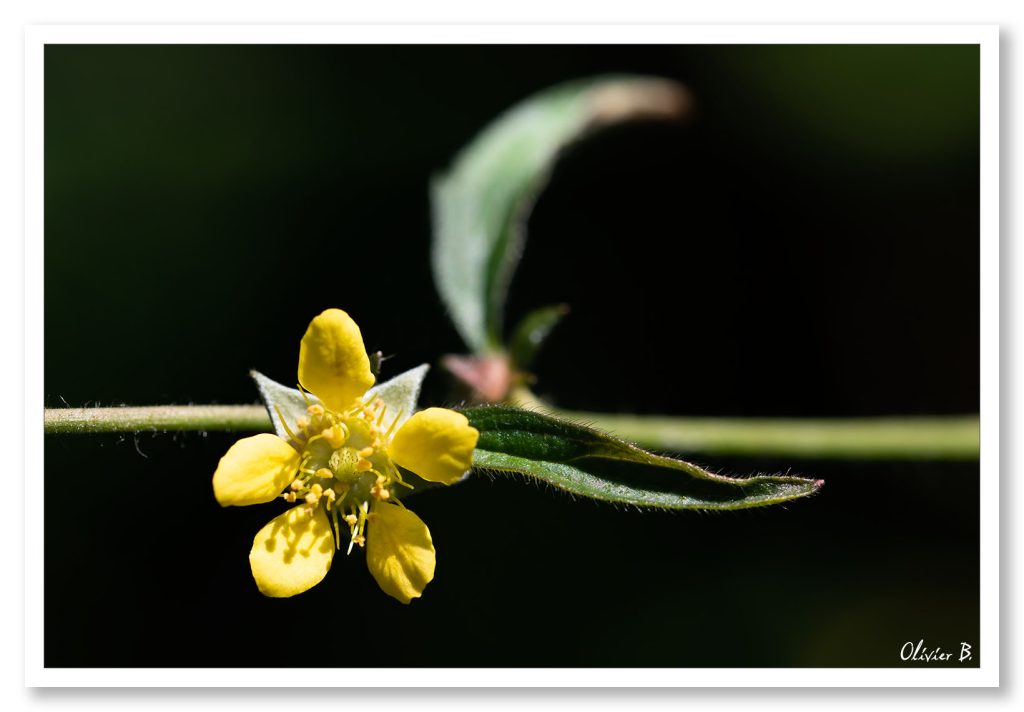 Cette petite fleur jaune a décidée de pousser à l'horizontale