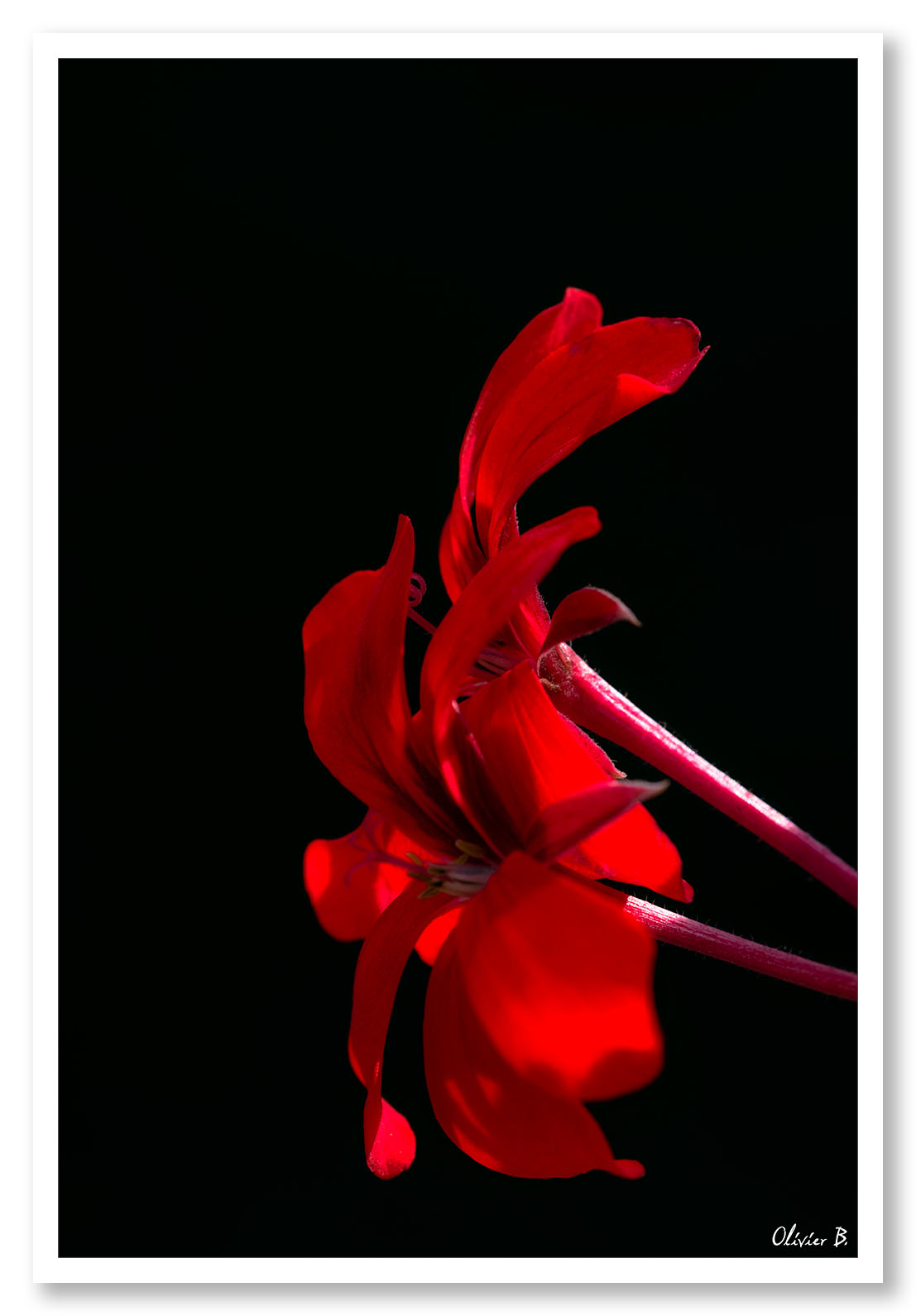 Rouge, un titre aussi simple pour cette fleur d'un rouge intense