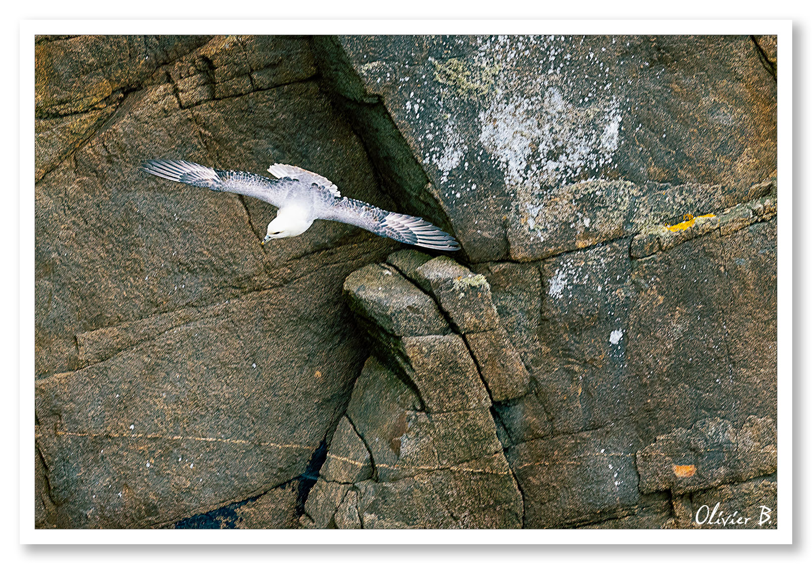 Image d'un Fulmar Boréal jouant dans les tourbillons des grandes falaises bretonnes