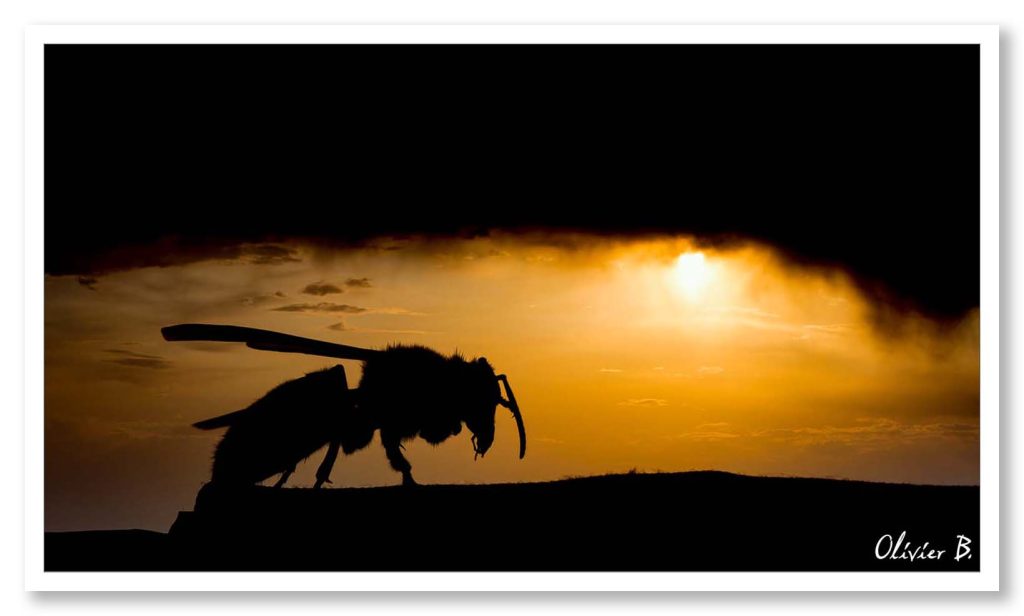 Le frelon en contre-jour, en ombre chinoise, pose devant un coucher de soleil