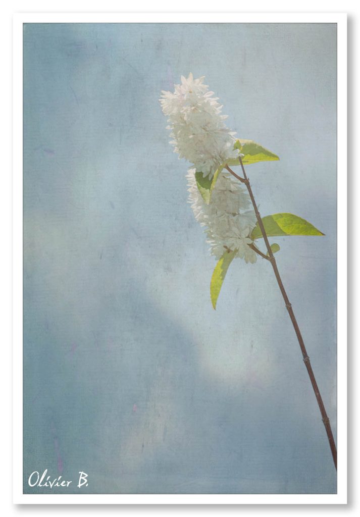 La simplicité d'une tige verte et des fleurs blanches. Photo minimaliste.