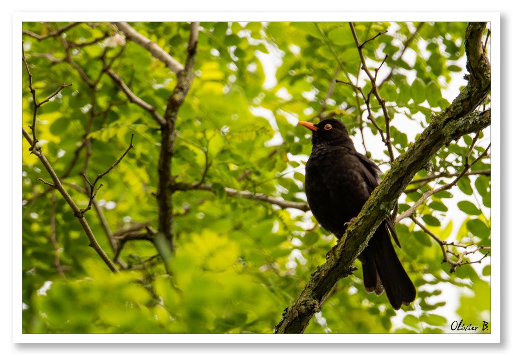 Merle noir perché sur une branche couverte de lichens, contrastant avec l'arrière-plan verdoyant de la forêt