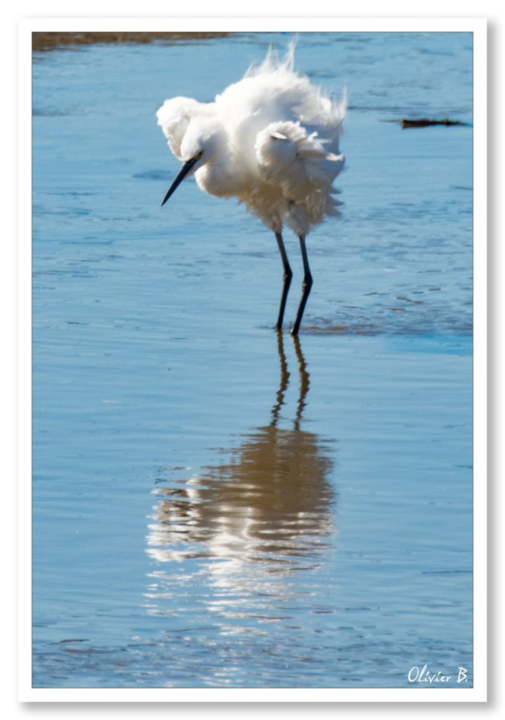 Aigrette Garzette blanche contemplant son reflet dans l'eau