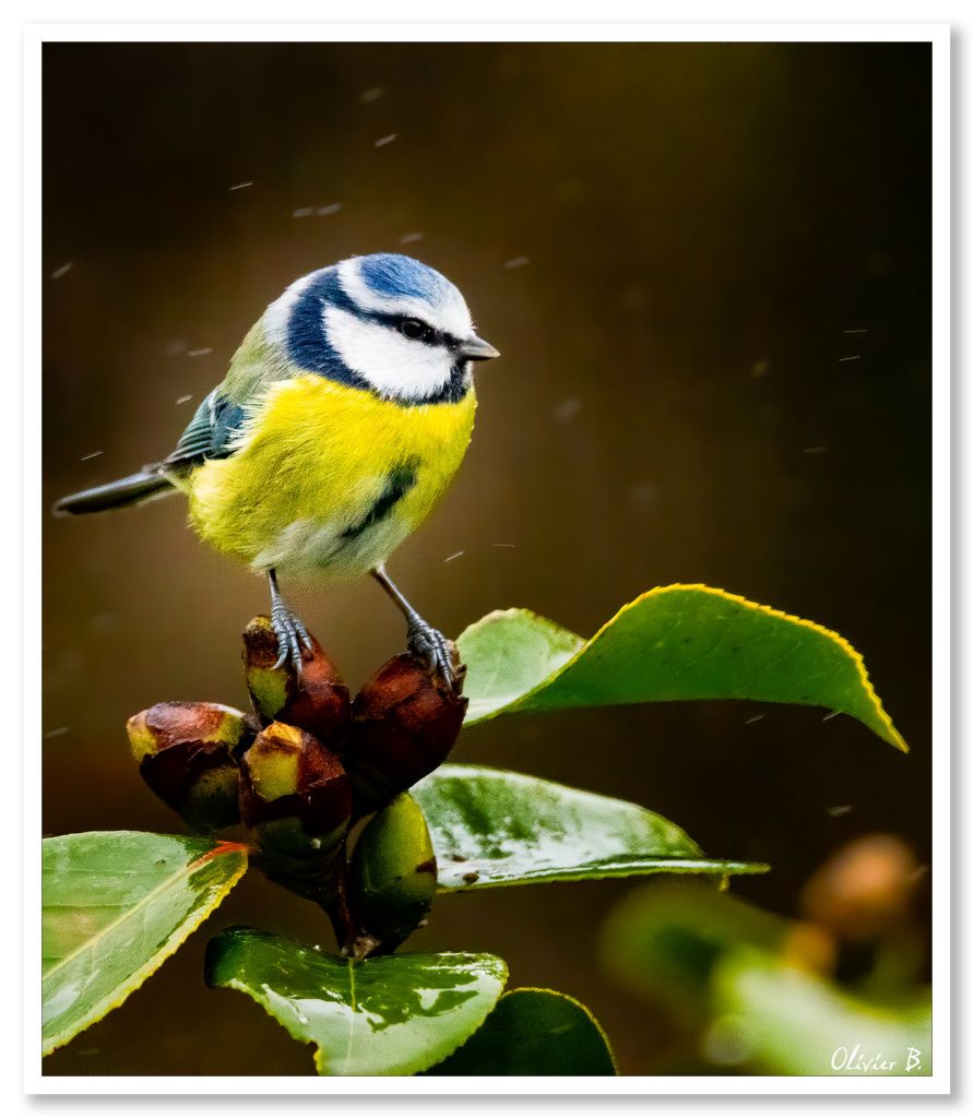 Adorable mésange bleue perchée sur un camélia sous la pluie