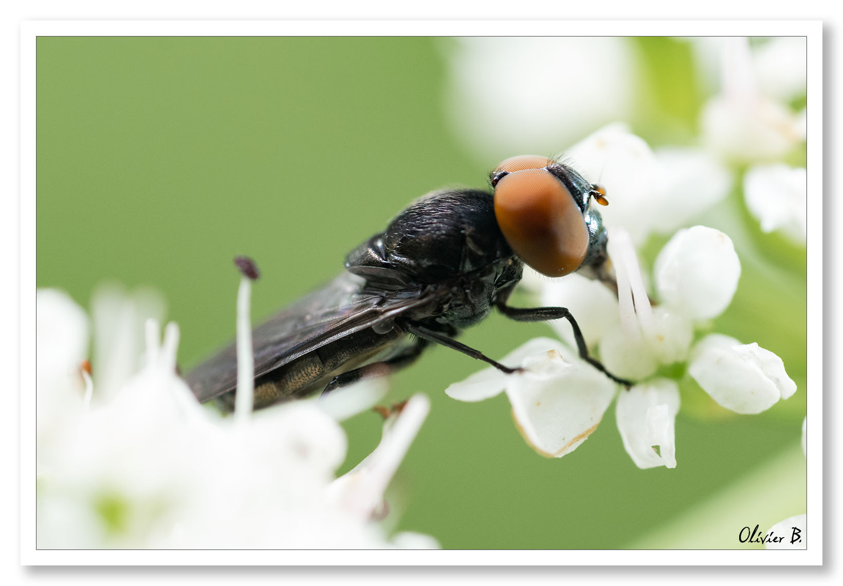 Une mouche noire aux yeux rouges sur une fleur blanche en macro minimaliste