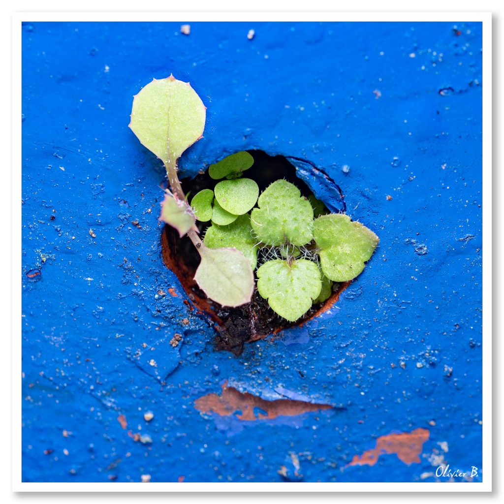 Plante s'épanouissant dans un pot en trouvant un chemin vers le soleil.