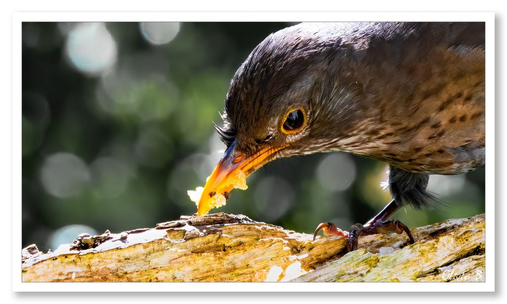 Portrait d'un merle noir juvénile savourant son repas lors d'une séance d'observation des oiseaux