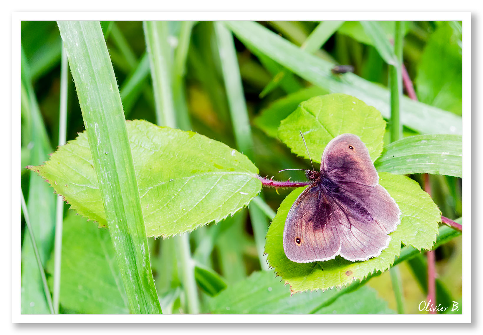 Papillon Myrtil aux ailes marron et yeux mystérieux, sous le chaud soleil.