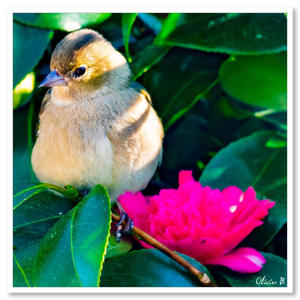 Jeune pinson à côté de sa fleur de camélia rose vif préférée