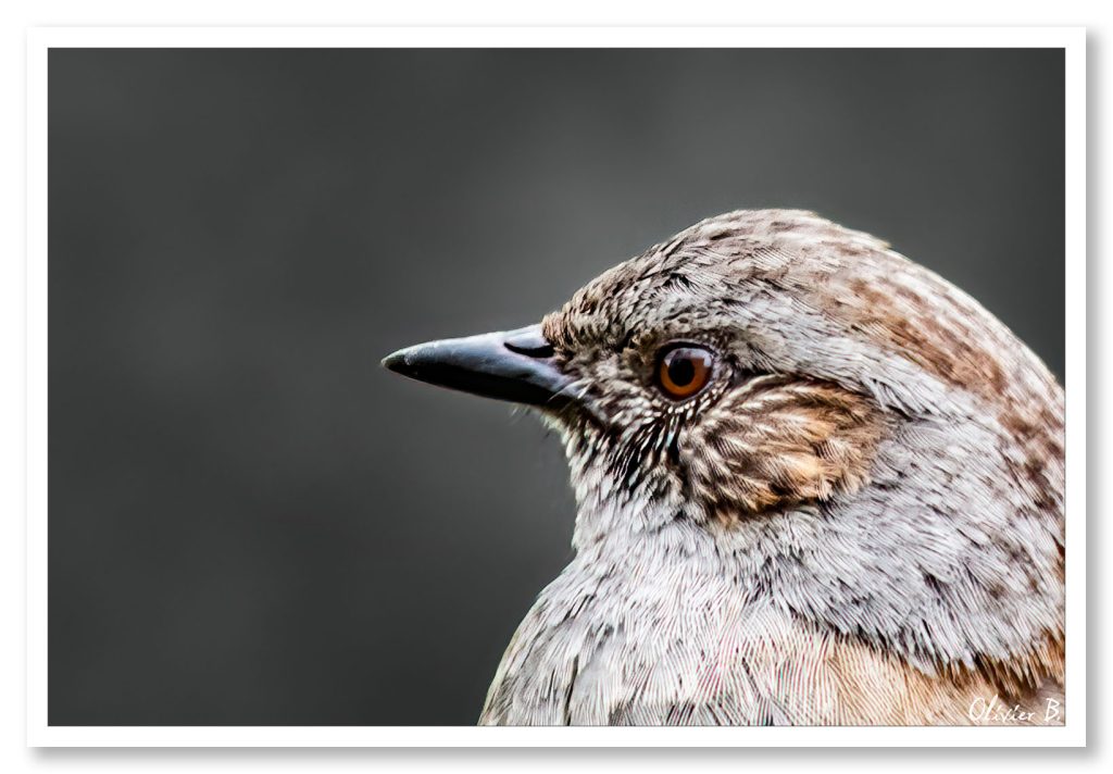 Le gracieux moineau révélant les détails de son plumage