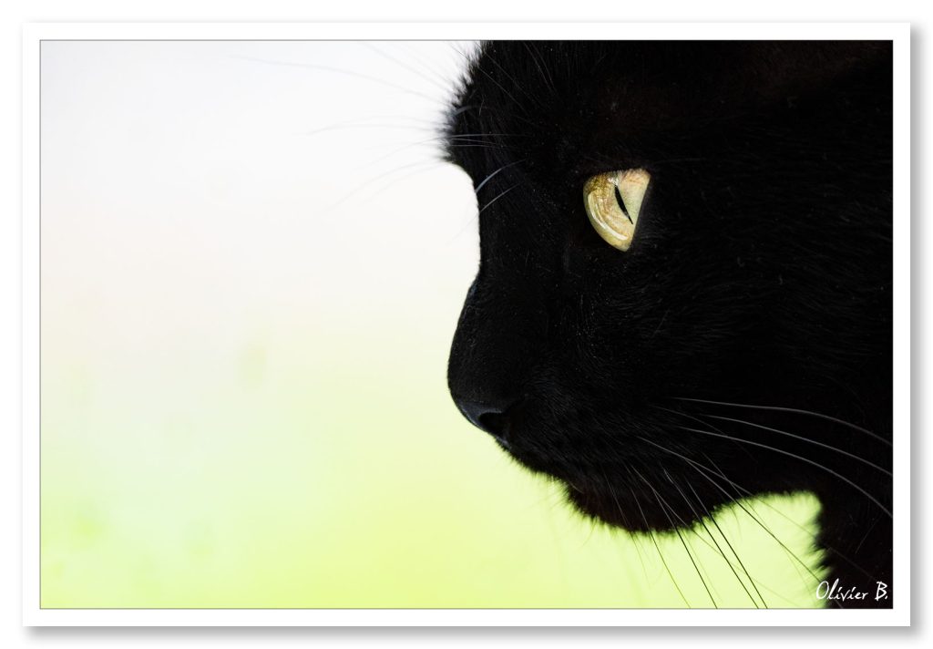 Profil d'un chat noir rêvant d'une souris en regardant droit devant lui