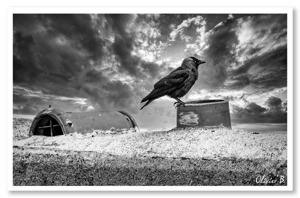 Corbeau maître du temps, posé devant un ciel déchaîné