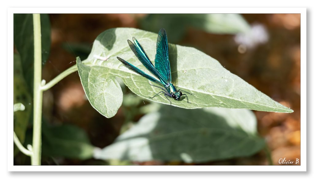 Une libellule aux ailes bleu métallisé, un spectacle naturel de couleurs incroyables