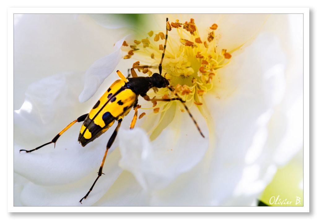 Longicorne jaune et noire explorant une rose blanche à la recherche de nectar