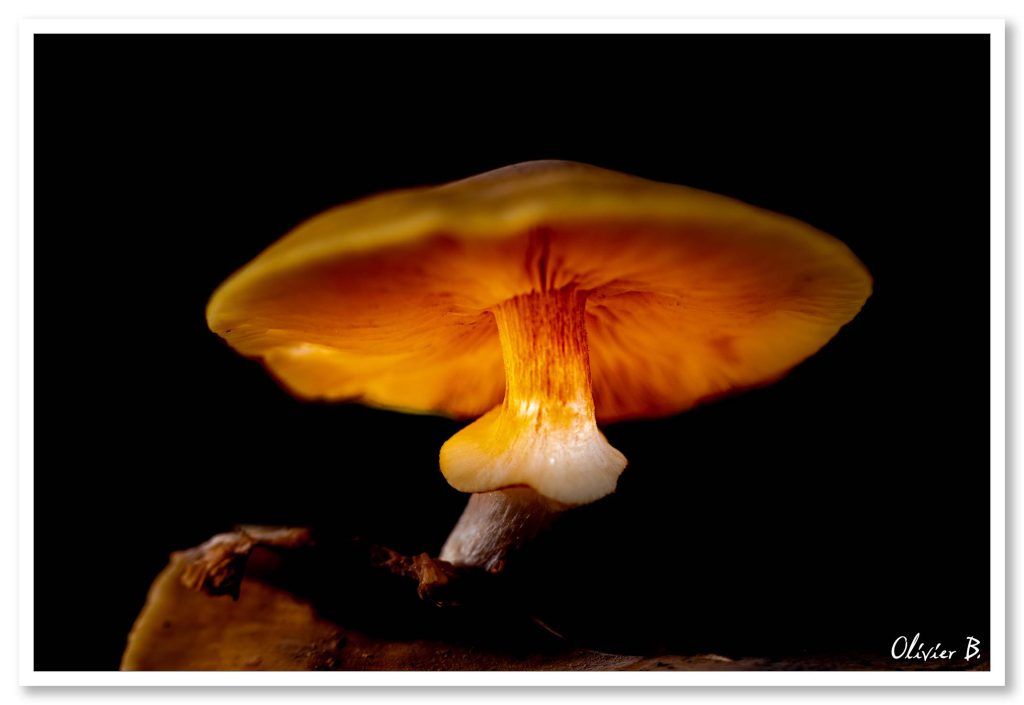 Lueur magique d'un champignon orange dans l'obscurité.