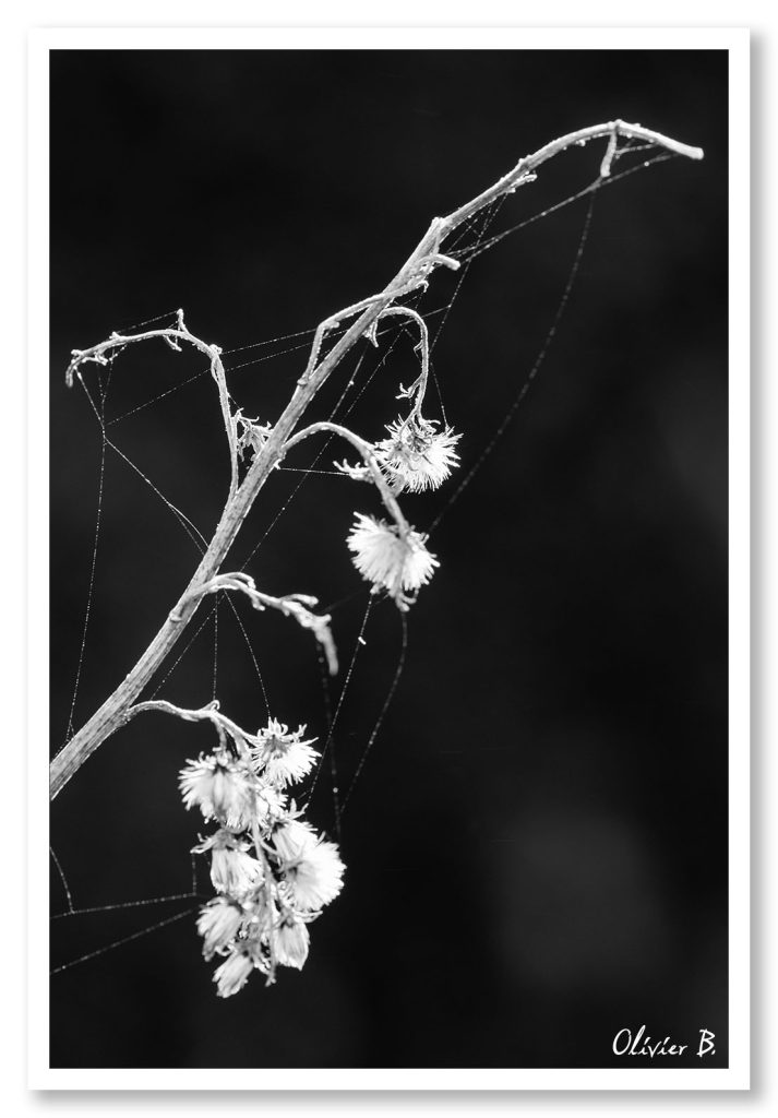 Une tige se terminant par quelques fleurs blanches totalement sèches. Photo minimaliste