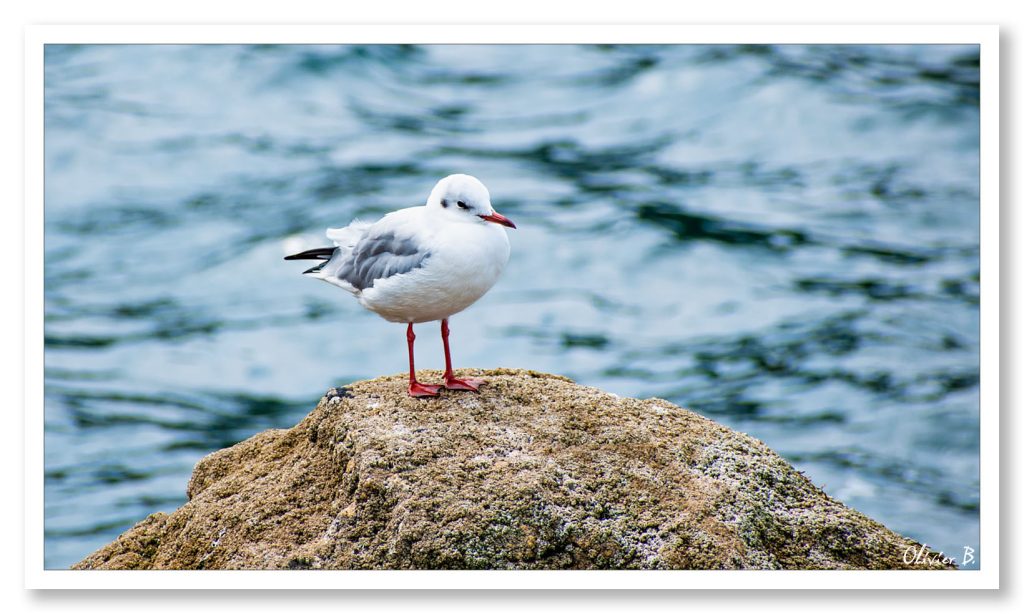 Mouette rieuse aux pattes et au bec rouges posant sur un rocher