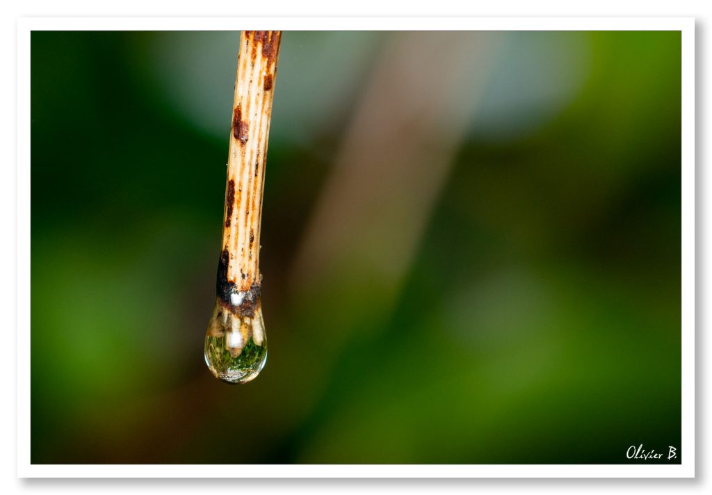 Juste une goutte d'eau au bout d'une brindille. Photo minimaliste