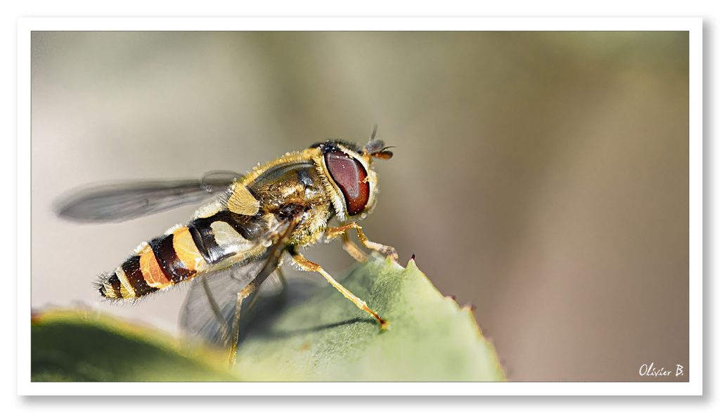 Profil de la Syrphe ceinturé. La pose de ce superbe insecte prêt au décollage