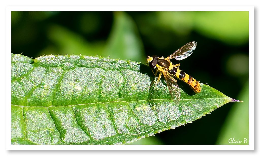 Photo d'un Syrphe porte-plume se reposant au soleil sur une feuille verte