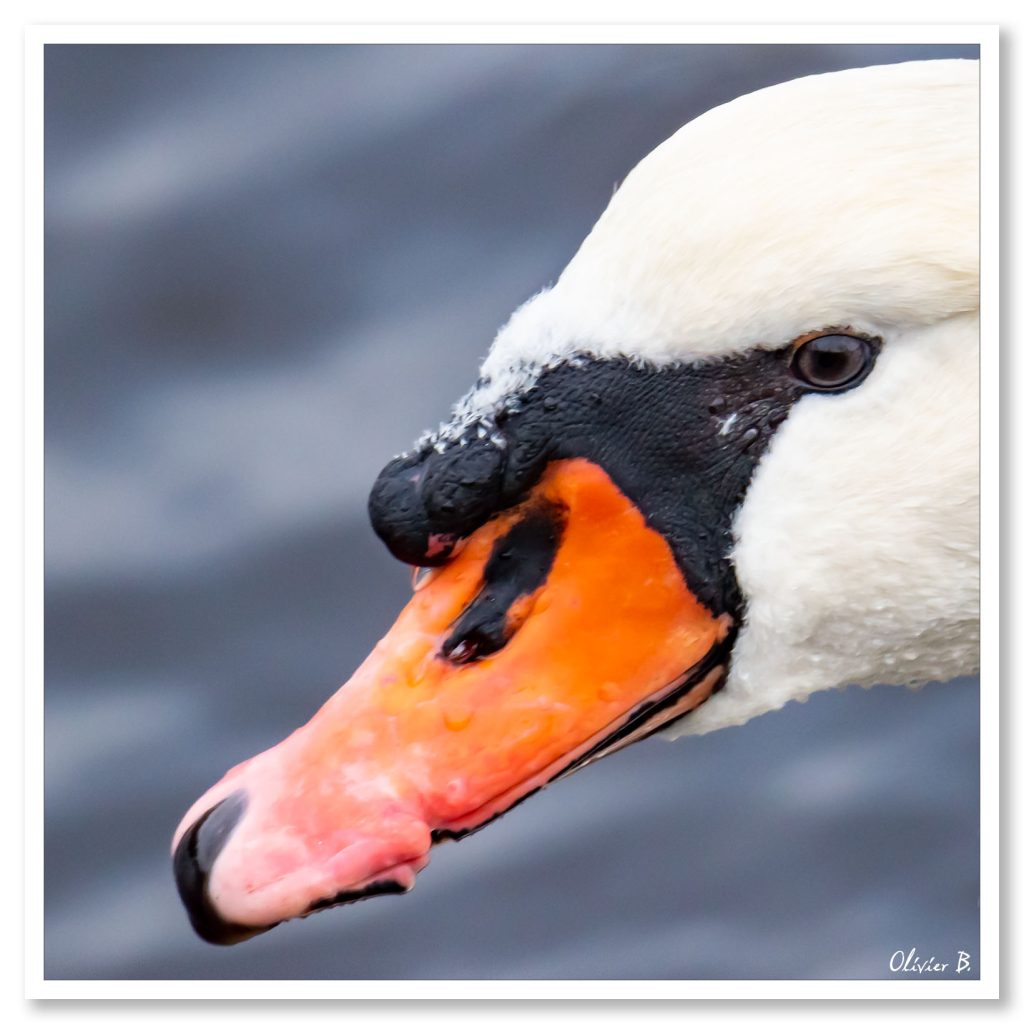 Photo d'un cygne en gros plan dans un effet de bokeh