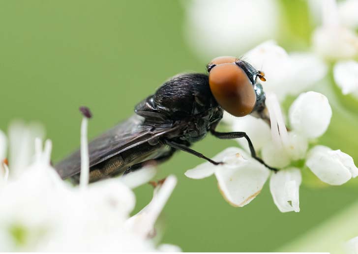 La mouche noire sur fleurs blanches. Superbe contraste