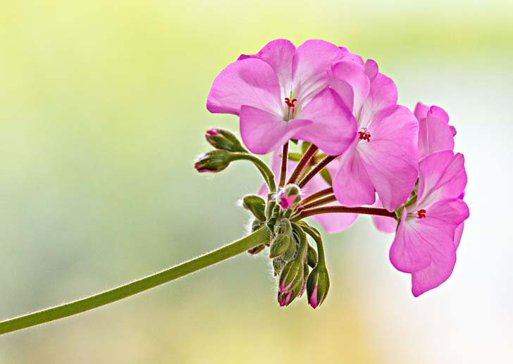 Proxi d'un Géranium en photo de couverture