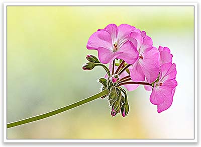 Vignette album photos de fleurs en Bretagne