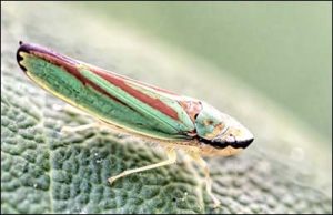 Lire la suite à propos de l’article La Cicadelle du rhododendron. Sa vie en macro