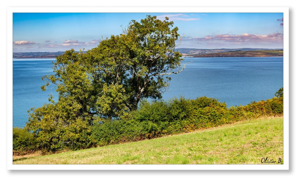 Vue majestueuse de l'arbre solitaire dominant la baie de Douarnenez depuis le sentier des Plomarc'h, surplombant les eaux bleues