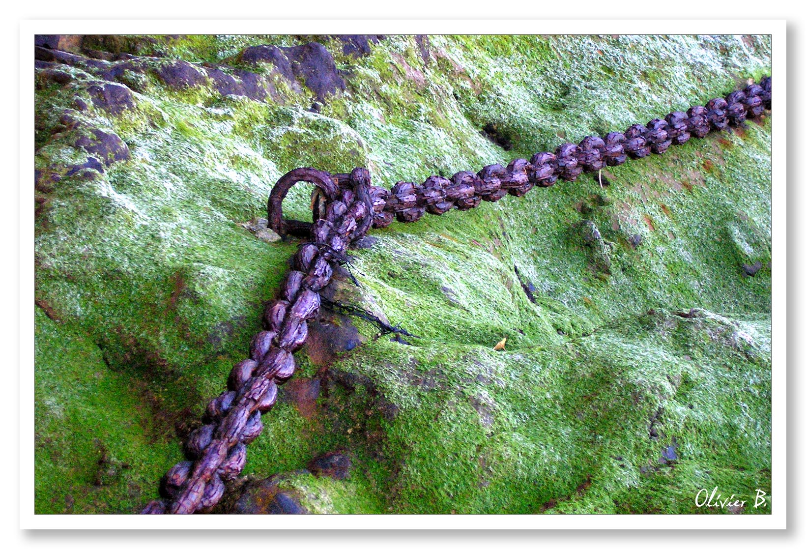 Une chaîne rouillée s'épanouit sur un doux tapis de mousse verte, suivant docilement le rythme des marées
