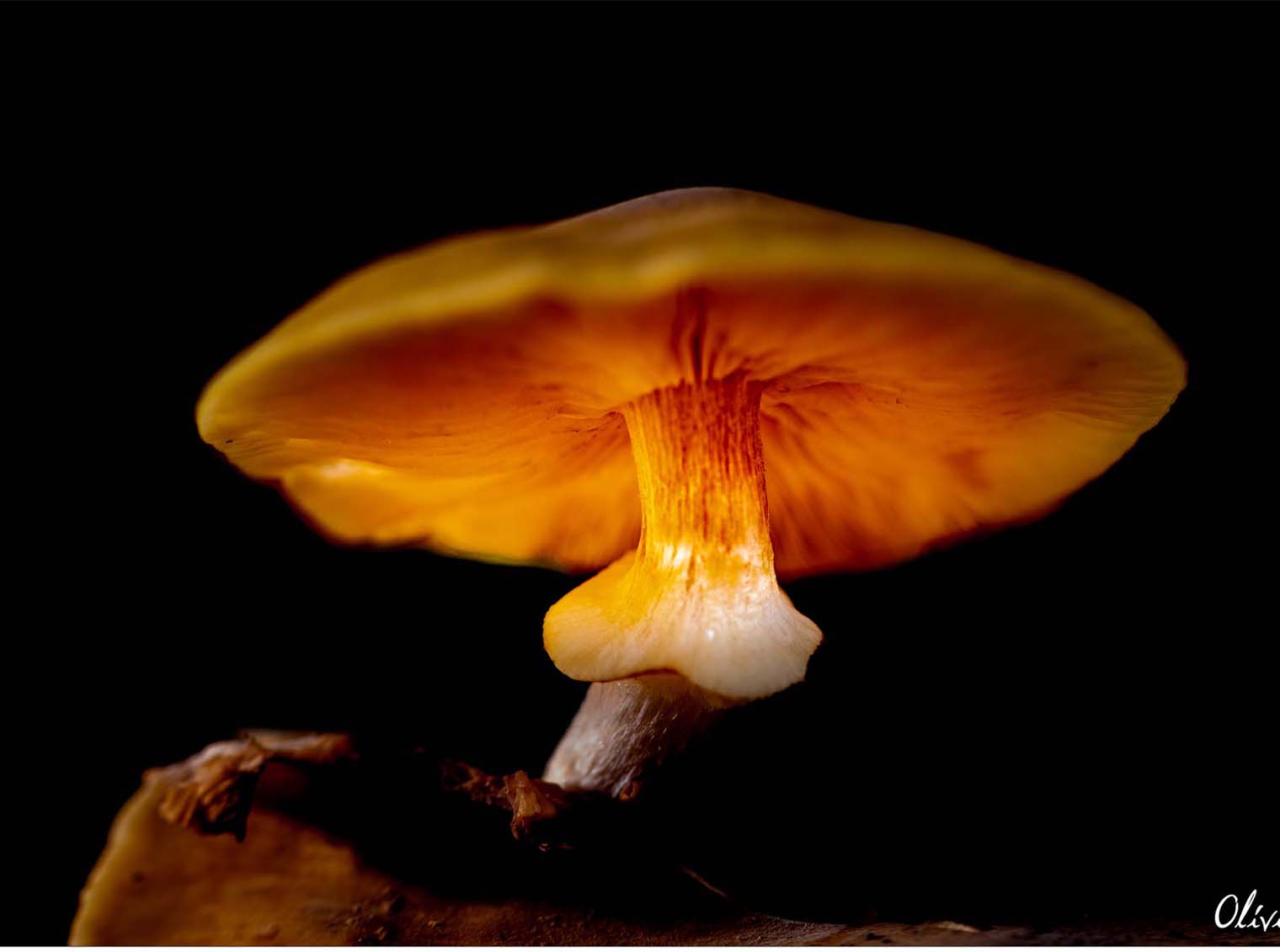 Champignon que nous montre ses détails en contre-plongée.