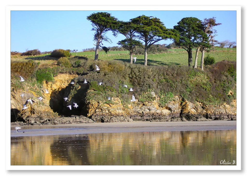 Envol gracieux de mouettes devant les falaises et les pins maritimes à la plage du Ris de Douarnenez