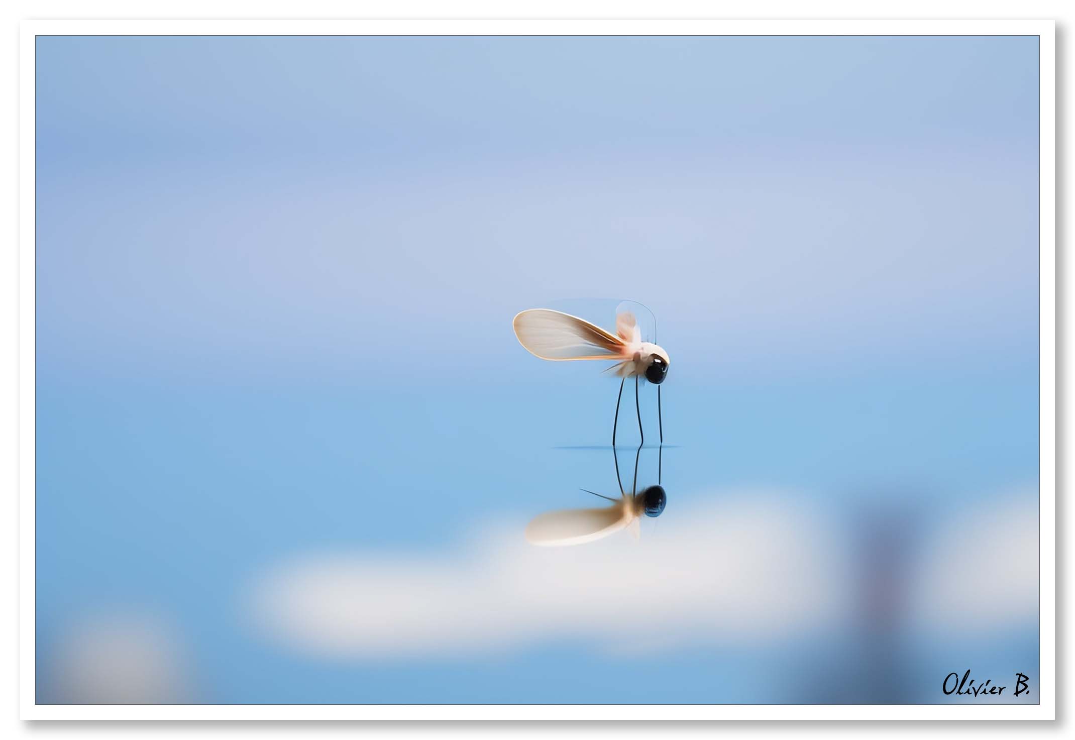 Un moustique chimérique se repose sur la surface de l'eau, contemplant son propre reflet dans un univers minimaliste